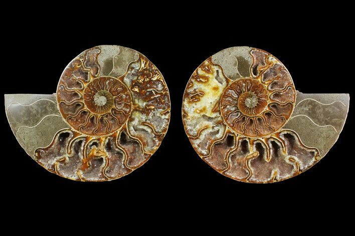 Bargain, Cut & Polished Ammonite Fossil - Madagascar #148058